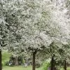 'Montreal Beauty' Crabapple Tree -Roots Plants Montreal 1