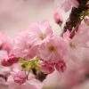 Kurilensis Ruby' Cherry Blossom Tree | Prunus Nipponica -Roots Plants Nipponica 1