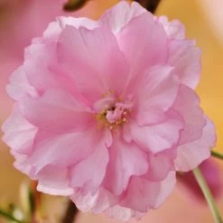 Kurilensis Ruby' Cherry Blossom Tree | Prunus Nipponica -Roots Plants Nipponica 3