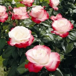 'Nostalgia' Hybrid Tea Rose -Roots Plants Nostalgie 4