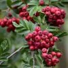 Pink Pagoda Rowan Tree | Sorbus Hupehensis -Roots Plants ORN0001 5