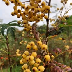 Joseph Rock Rowan Tree | Sorbus 13 Joseph Rock Rowan Tree | Sorbus -Roots Plants ORN0003 1