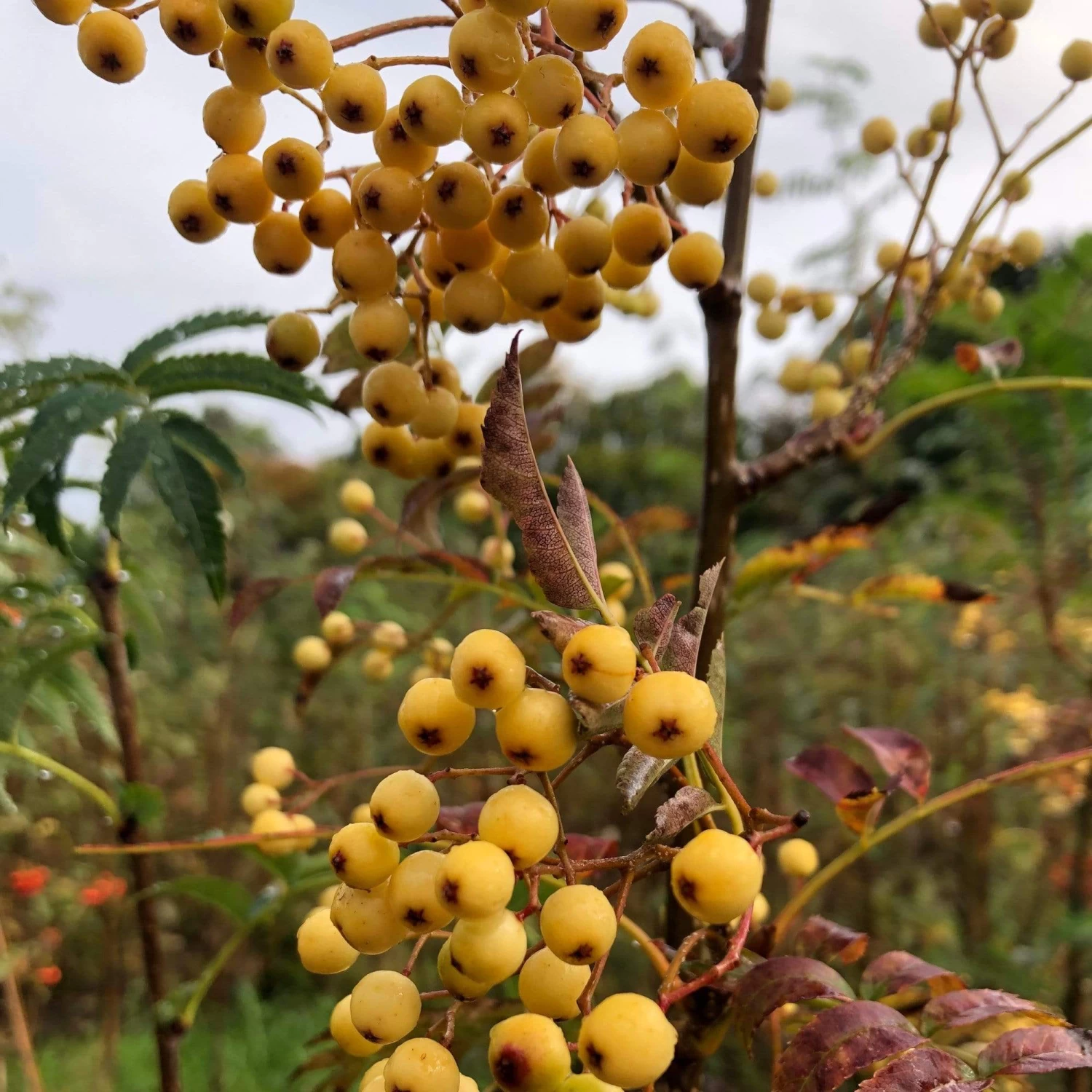 Joseph Rock Rowan Tree | Sorbus 7 Joseph Rock Rowan Tree | Sorbus - Image 5