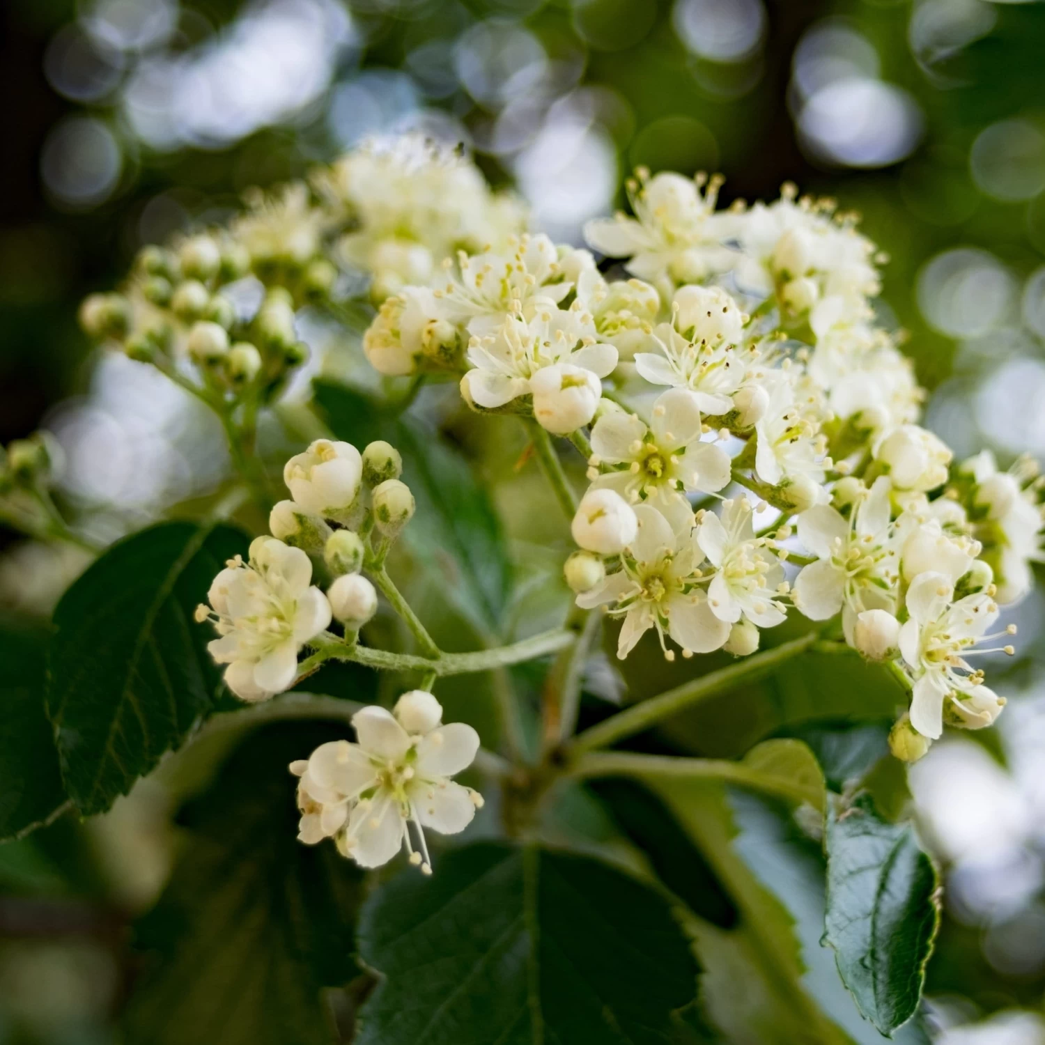 Pink Pagoda Rowan Tree | Sorbus Hupehensis 4 Pink Pagoda Rowan Tree | Sorbus Hupehensis - Image 2
