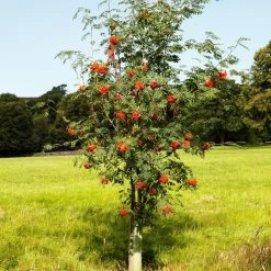 Mountain Ash Rowan Tree | Sorbus Aucuparia -Roots Plants ORN0009 6