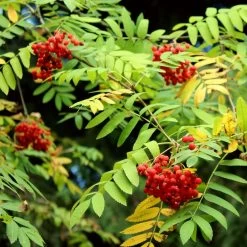 Mountain Ash Rowan Tree | Sorbus Aucuparia -Roots Plants ORN0009 7