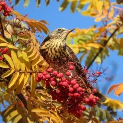 Mountain Ash Rowan Tree | Sorbus Aucuparia -Roots Plants ORN0010bird
