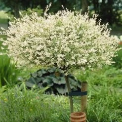 Flamingo Willow Tree | Salix Integra Hakuro Nishiki 16 Flamingo Willow Tree | Salix Integra Hakuro Nishiki -Roots Plants ORN0014 3