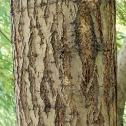 Golden Weeping Willow Tree | Salix Chrysocoma -Roots Plants ORN0015 5