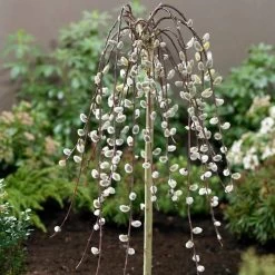 Kilmarnock Dwarf Weeping Willow Tree | Salix Caprea -Roots Plants ORN0017 2
