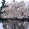 Weeping Yoshino Cherry Blossom Tree | Prunus Yedoensis 1 Weeping Yoshino Cherry Blossom Tree | Prunus Yedoensis -Roots Plants ORN0027 1
