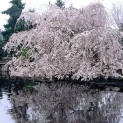 Weeping Yoshino Cherry Blossom Tree | Prunus Yedoensis