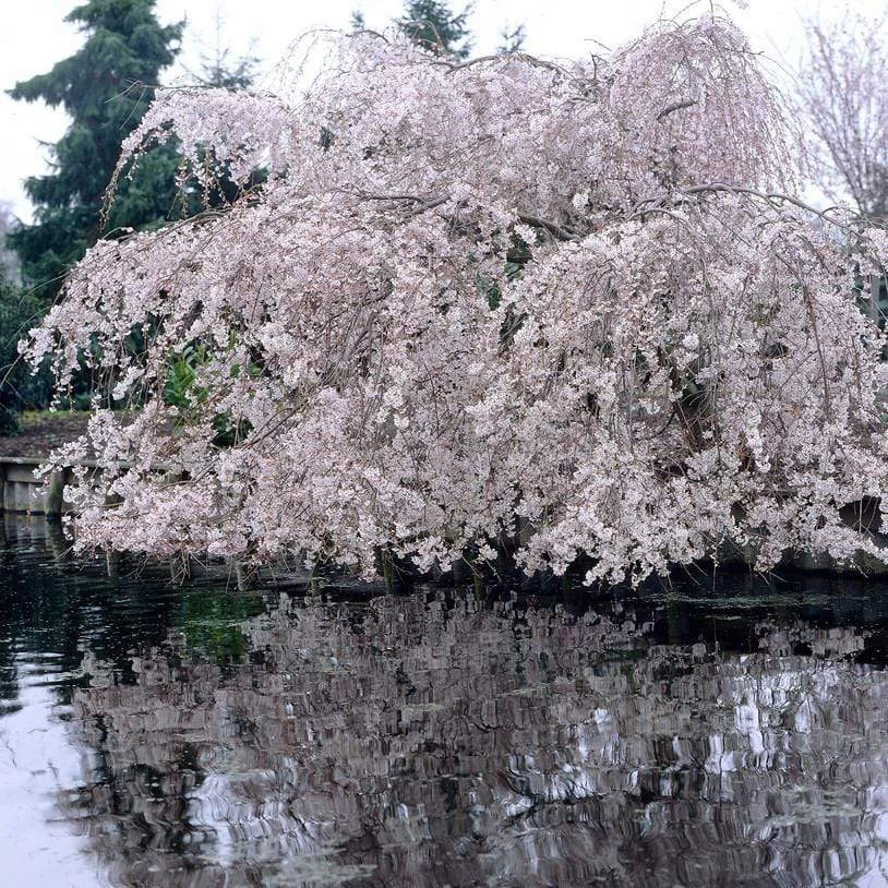 Weeping Yoshino Cherry Blossom Tree | Prunus Yedoensis 3 Weeping Yoshino Cherry Blossom Tree | Prunus Yedoensis