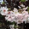 Pink Winter Flowering Cherry Tree | Prunus X Subhirtella 'Autumnalis Rosea' -Roots Plants ORN0030 1