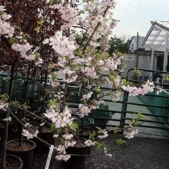Pink Winter Flowering Cherry Tree | Prunus X Subhirtella 'Autumnalis Rosea' 9 Pink Winter Flowering Cherry Tree | Prunus X Subhirtella 'Autumnalis Rosea' -Roots Plants ORN0030 2
