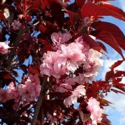 Purple Leaf Cherry Blossom Tree | Prunus Serrulata 'Royal Burgundy' -Roots Plants ORN0032 1
