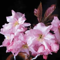 Purple Leaf Cherry Blossom Tree | Prunus Serrulata 'Royal Burgundy' -Roots Plants ORN0032 2