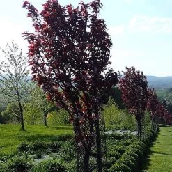 Purple Leaf Cherry Blossom Tree | Prunus Serrulata 'Royal Burgundy' -Roots Plants ORN0032 4