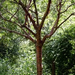Single Stem Tibetan Cherry Tree | Prunus Serrula