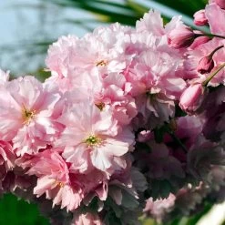 Pink Perfection Cherry Blossom Tree -Roots Plants ORN0038 3