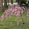 Single Pink Weeping Cherry Blossom Tree | Prunus Pendula Rubra -Roots Plants ORN0040 2