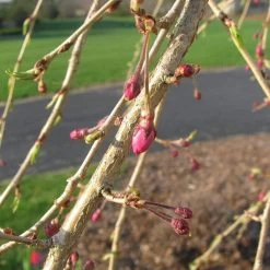 Single Pink Weeping Cherry Blossom Tree | Prunus Pendula Rubra -Roots Plants ORN0040 3