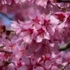 Small Pink Cherry Blossom Tree | Prunus 'Okame' -Roots Plants ORN0044 1