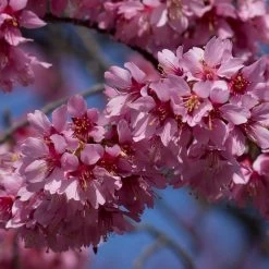 Small Pink Cherry Blossom Tree | Prunus 'Okame' -Roots Plants ORN0044 3
