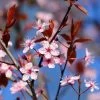 Black Cherry Plum Tree | Prunus Cerasifera 'Nigra' -Roots Plants ORN0047 1