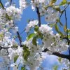 Great White Cherry Blossom Tree | Prunus 'Tai-Haku' -Roots Plants ORN0049 1