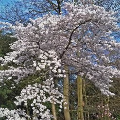 Great White Cherry Blossom Tree | Prunus 'Tai-Haku' -Roots Plants ORN0049 4