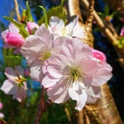 Japanese Cherry Blossom Tree | Prunus Shirofugen