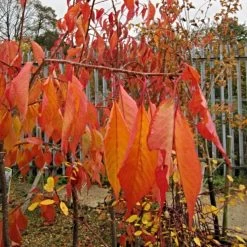 Cheal's Weeping Cherry Blossom Tree | Prunus Kiku Shidare Zakura -Roots Plants ORN0058 6