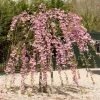 Cheal's Weeping Cherry Blossom Tree | Prunus Kiku Shidare Zakura -Roots Plants ORN0058 9