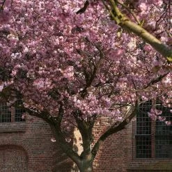 Japanese Cherry Blossom Tree | Prunus Serrulata 'Kanzan' 14 Japanese Cherry Blossom Tree | Prunus Serrulata 'Kanzan' -Roots Plants ORN0060 2