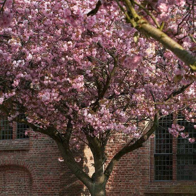 Japanese Cherry Blossom Tree | Prunus Serrulata 'Kanzan' 5 Japanese Cherry Blossom Tree | Prunus Serrulata 'Kanzan' - Image 3