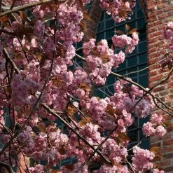Japanese Cherry Blossom Tree | Prunus Serrulata 'Kanzan' 17 Japanese Cherry Blossom Tree | Prunus Serrulata 'Kanzan' -Roots Plants ORN0060 3