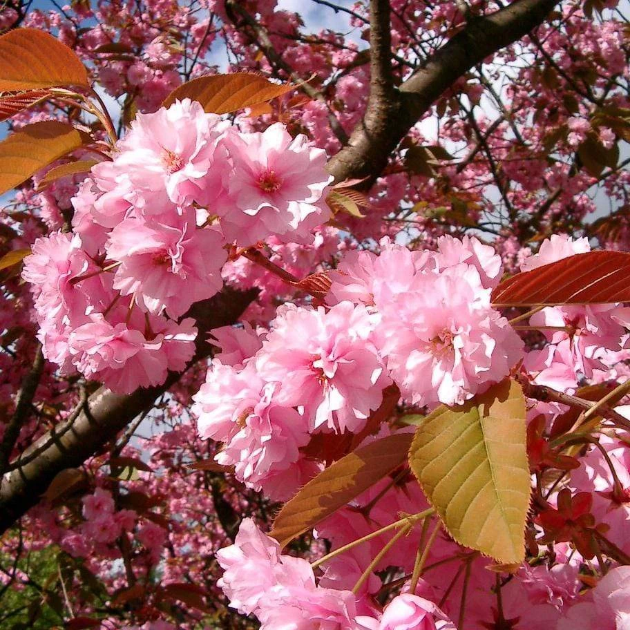Japanese Cherry Blossom Tree | Prunus Serrulata 'Kanzan' 9 Japanese Cherry Blossom Tree | Prunus Serrulata 'Kanzan' - Image 7