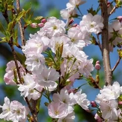 Flagpole Cherry Blossom Tree | Prunus Amanogawa -Roots Plants ORN0063 3