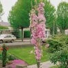 Flagpole Cherry Blossom Tree | Prunus Amanogawa -Roots Plants ORN0063 new