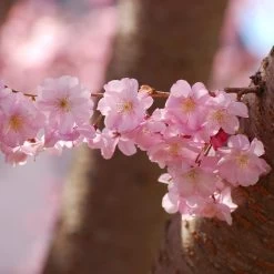 Accolade Pink Cherry Blossom Tree -Roots Plants ORN0064 2