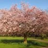 Accolade Pink Cherry Blossom Tree 2 Accolade Pink Cherry Blossom Tree -Roots Plants ORN0064 6