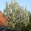 John Downie Crabapple Tree -Roots Plants ORN0073 1