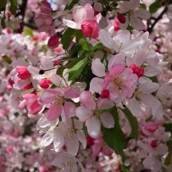 Japanese Crabapple Tree | Malus Floribunda