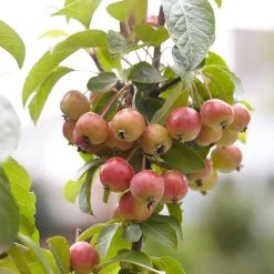 Japanese Crabapple Tree | Malus Floribunda -Roots Plants ORN0074 3