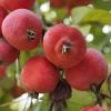 'Jelly King' Crabapple Tree -Roots Plants ORN0096 2