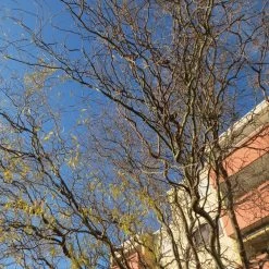 Corkscrew Willow | Salix Matsudana 'Tortuosa' -Roots Plants ORN0100 2