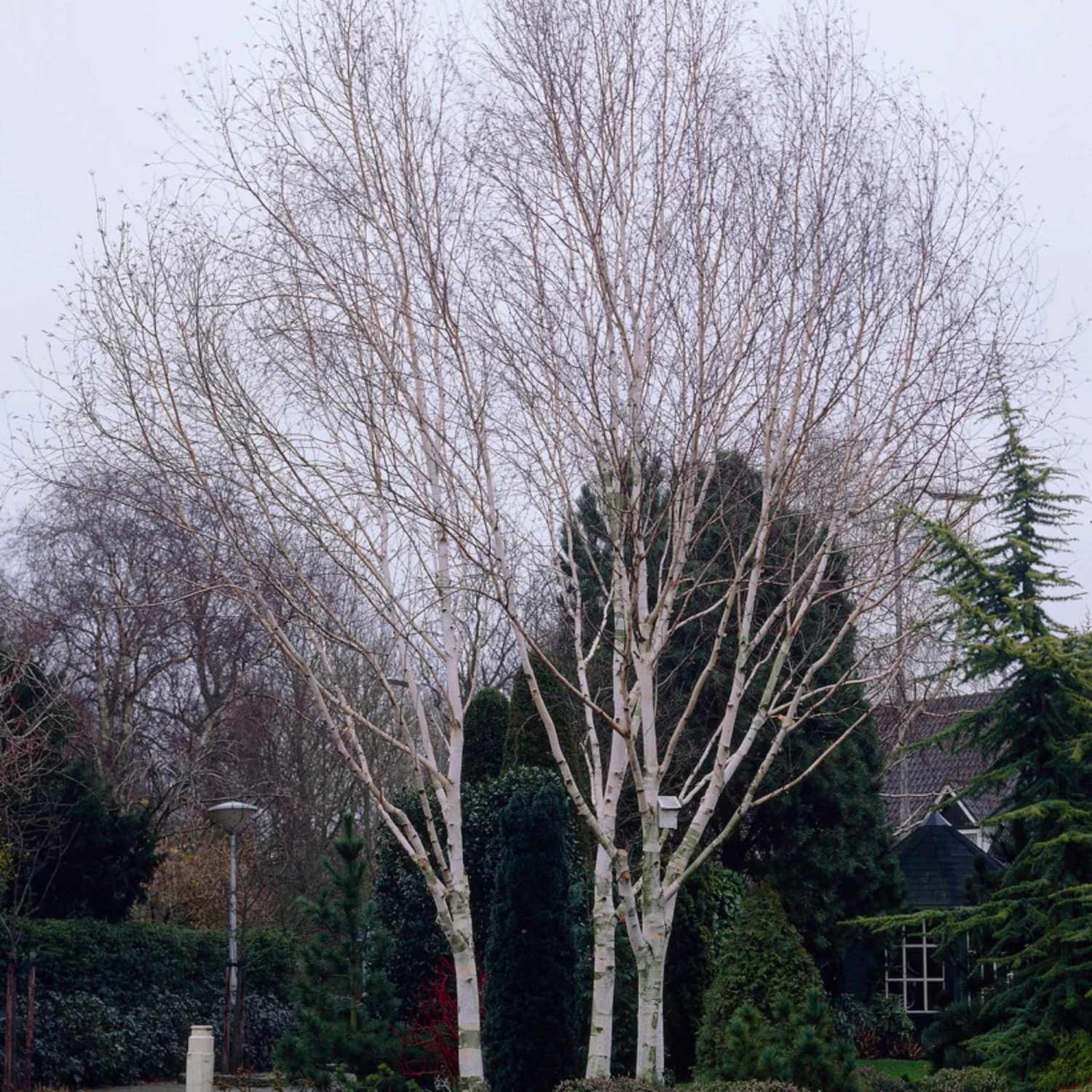 Himalayan Birch Tree | Betula Utilis Jacquemontii 8 Himalayan Birch Tree | Betula Utilis Jacquemontii - Image 6