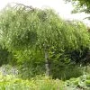 Weeping Silver Birch Tree | Betula Pendula Youngii -Roots Plants ORN0103 1