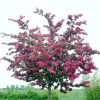 Double Pink Hawthorn Tree | Crataegus Laevigata 'Rosea Flore Pleno' 2 Double Pink Hawthorn Tree | Crataegus Laevigata 'Rosea Flore Pleno' -Roots Plants ORN0190 1
